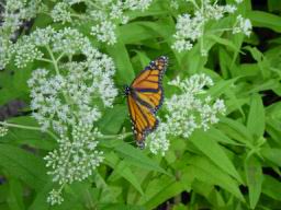 DSC01625_1024.JPG